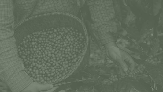 From Bean to Brew